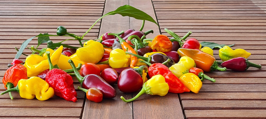 Bunter Haufen diverser Chilis auf einem Holztisch. In der Mitte ragt ein grünes Blatt hervor.